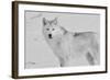 White Wolf 3-Gordon Semmens-Framed Photographic Print