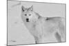 White Wolf 3-Gordon Semmens-Mounted Photographic Print