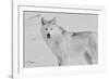 White Wolf 3-Gordon Semmens-Framed Photographic Print