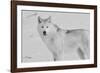 White Wolf 3-Gordon Semmens-Framed Photographic Print