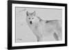 White Wolf 3-Gordon Semmens-Framed Photographic Print