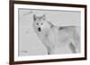 White Wolf 3-Gordon Semmens-Framed Photographic Print