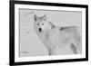 White Wolf 3-Gordon Semmens-Framed Photographic Print