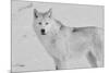 White Wolf 3-Gordon Semmens-Mounted Photographic Print