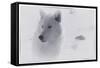 White Wolf-3-Gordon Semmens-Framed Stretched Canvas