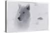 White Wolf-3-Gordon Semmens-Stretched Canvas