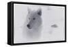 White Wolf-3-Gordon Semmens-Framed Stretched Canvas