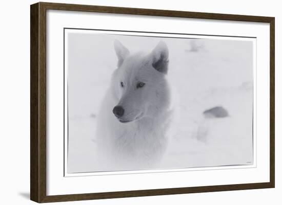 White Wolf-3-Gordon Semmens-Framed Giclee Print