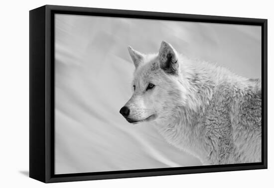 White Wolf BW-Gordon Semmens-Framed Stretched Canvas