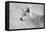 White Wolf BW-Gordon Semmens-Framed Stretched Canvas