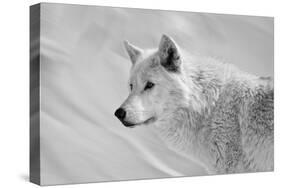 White Wolf BW-Gordon Semmens-Stretched Canvas