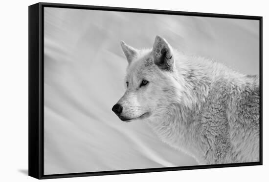 White Wolf BW-Gordon Semmens-Framed Stretched Canvas