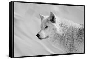 White Wolf BW-Gordon Semmens-Framed Stretched Canvas