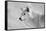 White Wolf BW-Gordon Semmens-Framed Stretched Canvas