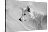 White Wolf BW-Gordon Semmens-Stretched Canvas