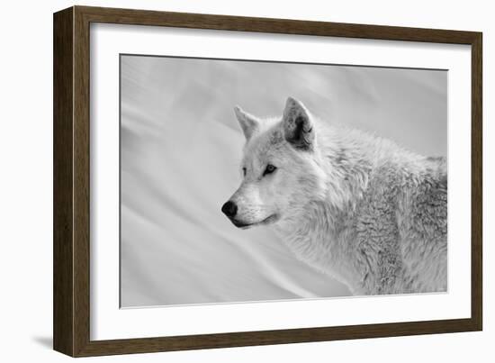 White Wolf BW-Gordon Semmens-Framed Photographic Print