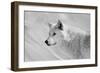 White Wolf BW-Gordon Semmens-Framed Photographic Print