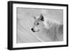 White Wolf BW-Gordon Semmens-Framed Photographic Print