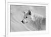 White Wolf BW-Gordon Semmens-Framed Photographic Print