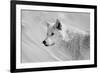 White Wolf BW-Gordon Semmens-Framed Photographic Print