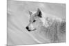 White Wolf BW-Gordon Semmens-Mounted Photographic Print
