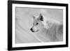 White Wolf BW-Gordon Semmens-Framed Photographic Print