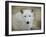 White Wolf Portrait-Jai Johnson-Framed Giclee Print