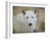 White Wolf Portrait-Jai Johnson-Framed Giclee Print