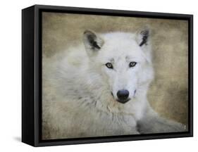 White Wolf Portrait-Jai Johnson-Framed Stretched Canvas