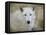 White Wolf Portrait-Jai Johnson-Framed Stretched Canvas