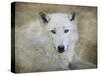White Wolf Portrait-Jai Johnson-Stretched Canvas