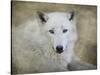 White Wolf Portrait-Jai Johnson-Stretched Canvas