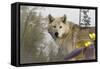 White Wolf-Gordon Semmens-Framed Stretched Canvas