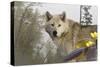 White Wolf-Gordon Semmens-Stretched Canvas