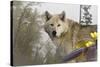 White Wolf-Gordon Semmens-Stretched Canvas