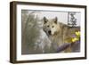 White Wolf-Gordon Semmens-Framed Photographic Print