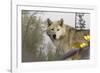 White Wolf-Gordon Semmens-Framed Photographic Print