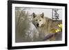 White Wolf-Gordon Semmens-Framed Photographic Print