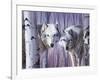 White Wolves by Birch-Rusty Frentner-Framed Giclee Print