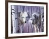 White Wolves by Birch-Rusty Frentner-Framed Giclee Print