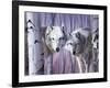 White Wolves by Birch-Rusty Frentner-Framed Giclee Print