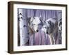 White Wolves by Birch-Rusty Frentner-Framed Giclee Print