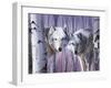 White Wolves by Birch-Rusty Frentner-Framed Giclee Print