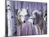 White Wolves by Birch-Rusty Frentner-Mounted Giclee Print