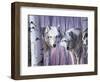 White Wolves by Birch-Rusty Frentner-Framed Giclee Print