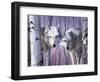 White Wolves by Birch-Rusty Frentner-Framed Giclee Print