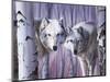 White Wolves by Birch-Rusty Frentner-Mounted Giclee Print