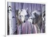 White Wolves by Birch-Rusty Frentner-Framed Giclee Print