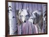 White Wolves by Birch-Rusty Frentner-Framed Giclee Print