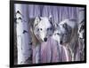 White Wolves by Birch-Rusty Frentner-Framed Giclee Print